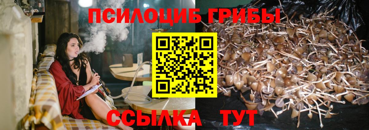 Галлюциногенные грибы Psilocybine cubensis  Вход с VPN  Соль-Илецк 